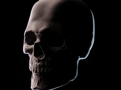 Human Skull 3D Sculpt 3D Model