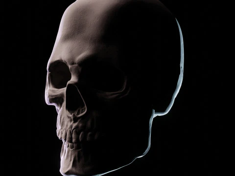 Human Skull 3D Sculpt 3D Model