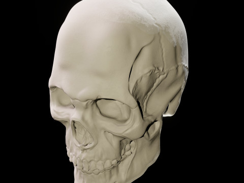Human Skull 3D Sculpt 3D Model