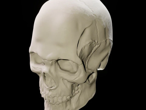 Human Skull 3D Sculpt 3D Model