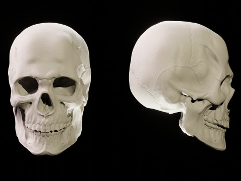 Human Skull 3D Sculpt 3D Model