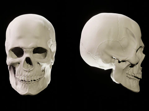 Human Skull 3D Sculpt 3D Model
