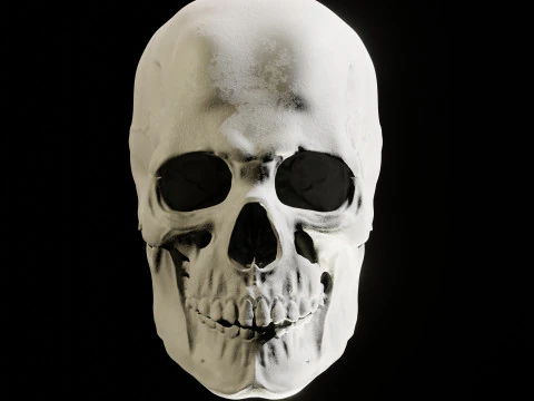 Human Skull 3D Sculpt 3D Model