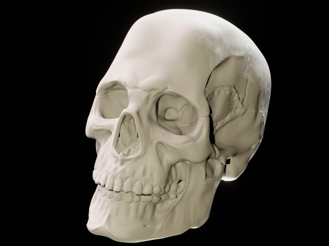 Human Skull 3D Sculpt 3D Model