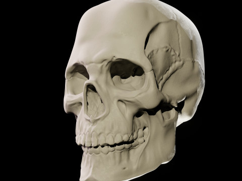 Human Skull 3D Sculpt 3D Model
