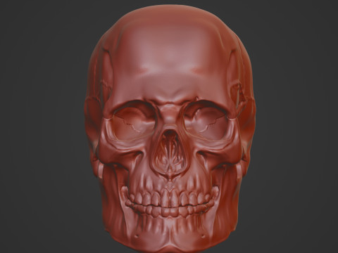 Human Skull 3D Sculpt 3D Model