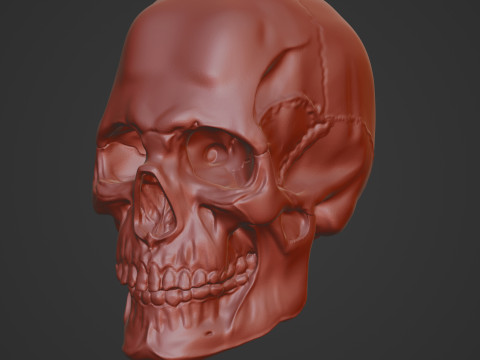 Human Skull 3D Sculpt 3D Model