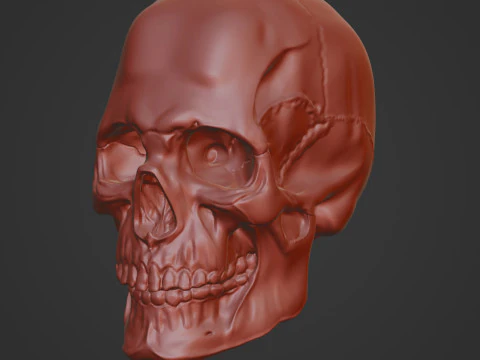 Human Skull 3D Sculpt 3D Model