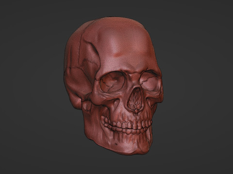 Human Skull 3D Sculpt 3D Model