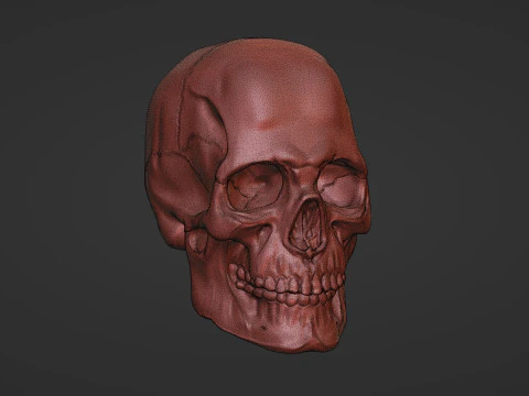 Human Skull 3D Sculpt 3D Model