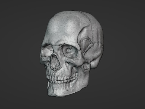 Human Skull 3D Sculpt 3D Model