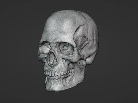 Human Skull 3D Sculpt 3D Model