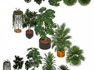 Indoor plants for office 3D Model
