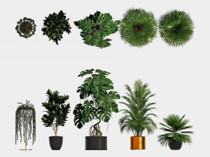 Indoor plants for office Modèle 3D