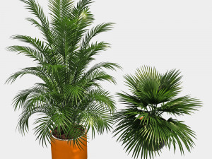 Indoor plants for office Modèle 3D