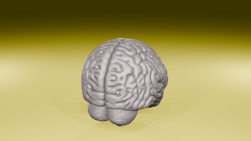 Realistic Human Brain Model Anatomical 3D Sculpture STL File 3D Print Model .c4d .max .obj .3ds .fbx .stl .blend