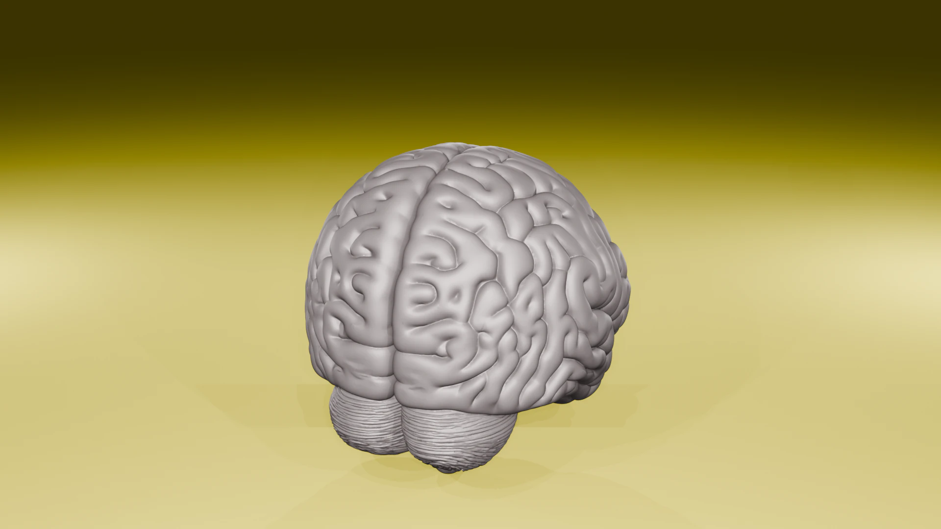 Realistic Human Brain Model Anatomical 3D Sculpture STL File 3D Print Model .c4d .max .obj .3ds .fbx .stl .blend 