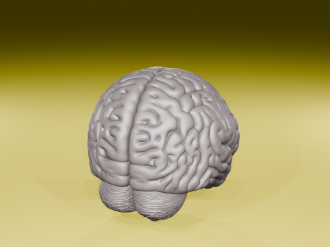 Realistic Human Brain Model Anatomical 3D Sculpture STL File 3D Print Model