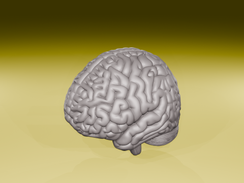 Realistic Human Brain Model Anatomical 3D Sculpture STL File 3D Print Model