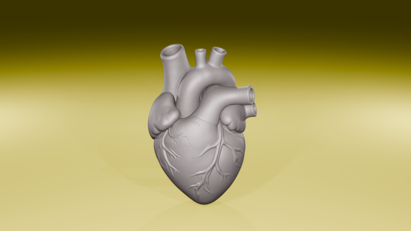 Realistic Human Heart Model Anatomical Sculpture STL File 3D Print Model .c4d .max .obj .3ds .fbx .stl .blend
