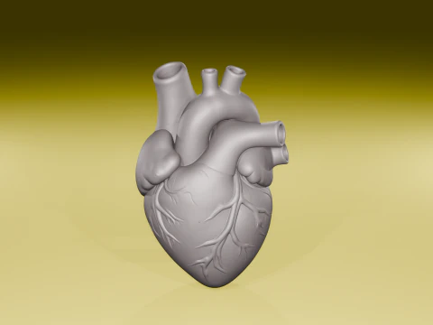 Realistic Human Heart Model Anatomical Sculpture STL File 3D Print Model
