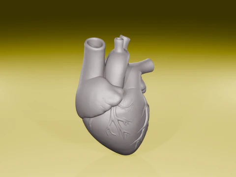 Realistic Human Heart Model Anatomical Sculpture STL File 3D Print Model