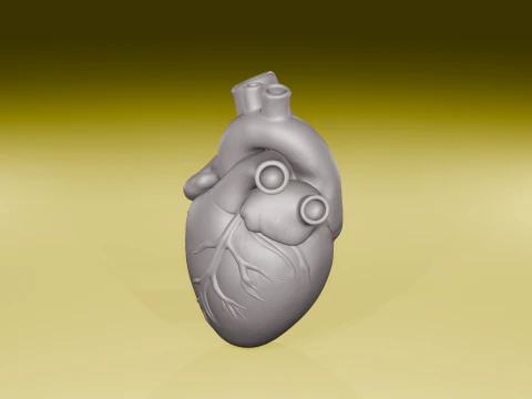 Realistic Human Heart Model Anatomical Sculpture STL File 3D Print Model