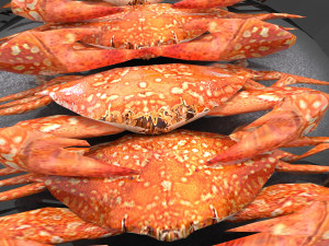 Avika Seafood Crab dish v1 3D 모델