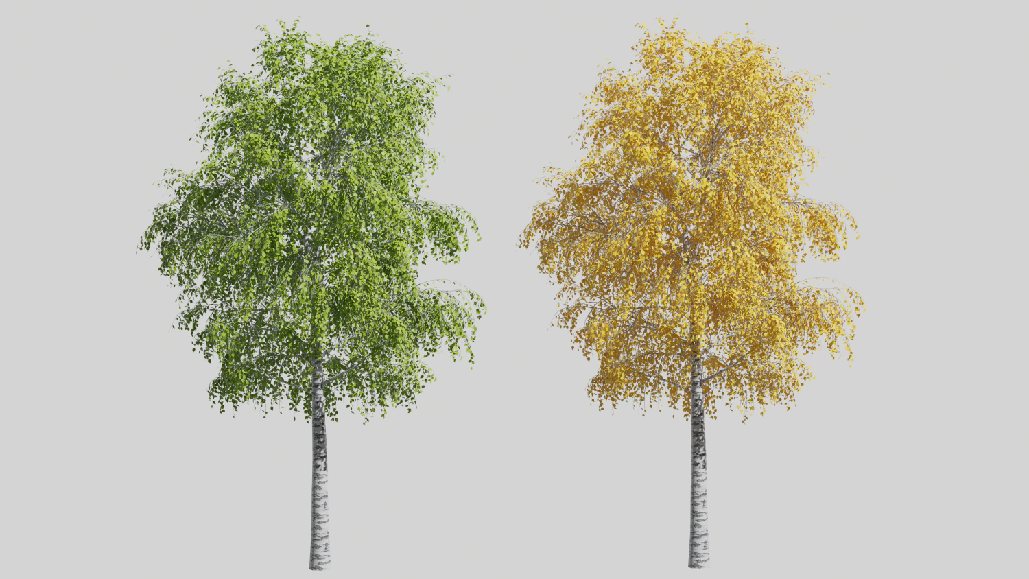 Tree birch 3D Model .c4d .max .obj .3ds .fbx .stl .blend 