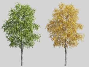Tree birch 3D-Modell