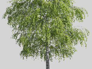 Tree birch Modelo 3D