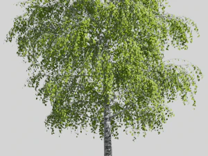 Tree birch 3D Model