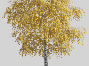 Tree birch Modelo 3D