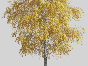 Tree birch 3D Model