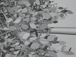 Tree birch 3D Model