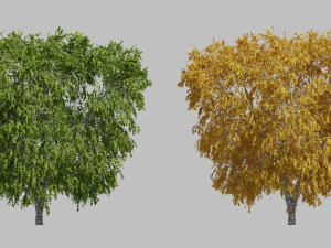 Tree birch2 3D-Modell