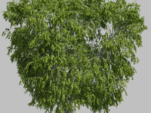 Tree birch2 Modelo 3D