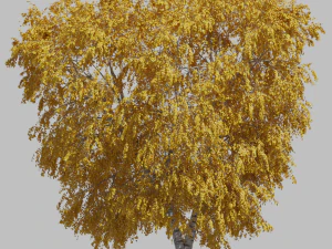 वृक्ष सन्टी2 3D मॉडल