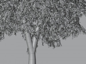 Tree birch2 Modelo 3D
