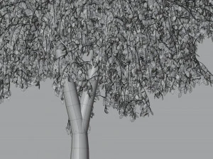 वृक्ष सन्टी2 3D मॉडल
