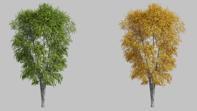 Tree birch3 3D 모델 .c4d .max .obj .3ds .fbx .stl .blend 