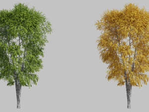 Tree birch3 3D-Modell