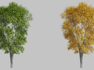 वृक्ष सन्टी3 3D मॉडल
