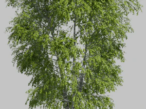 Tree birch3 3D Model
