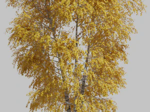 Tree birch3 3D Model