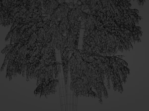 Tree birch3 3D Model