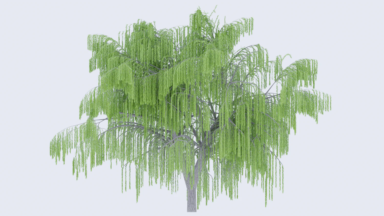 Tree wepping willow 3D Model .c4d .max .obj .3ds .fbx .stl .blend 