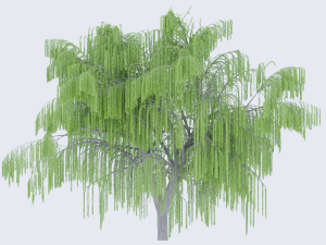 Tree wepping willow 3D-Modell