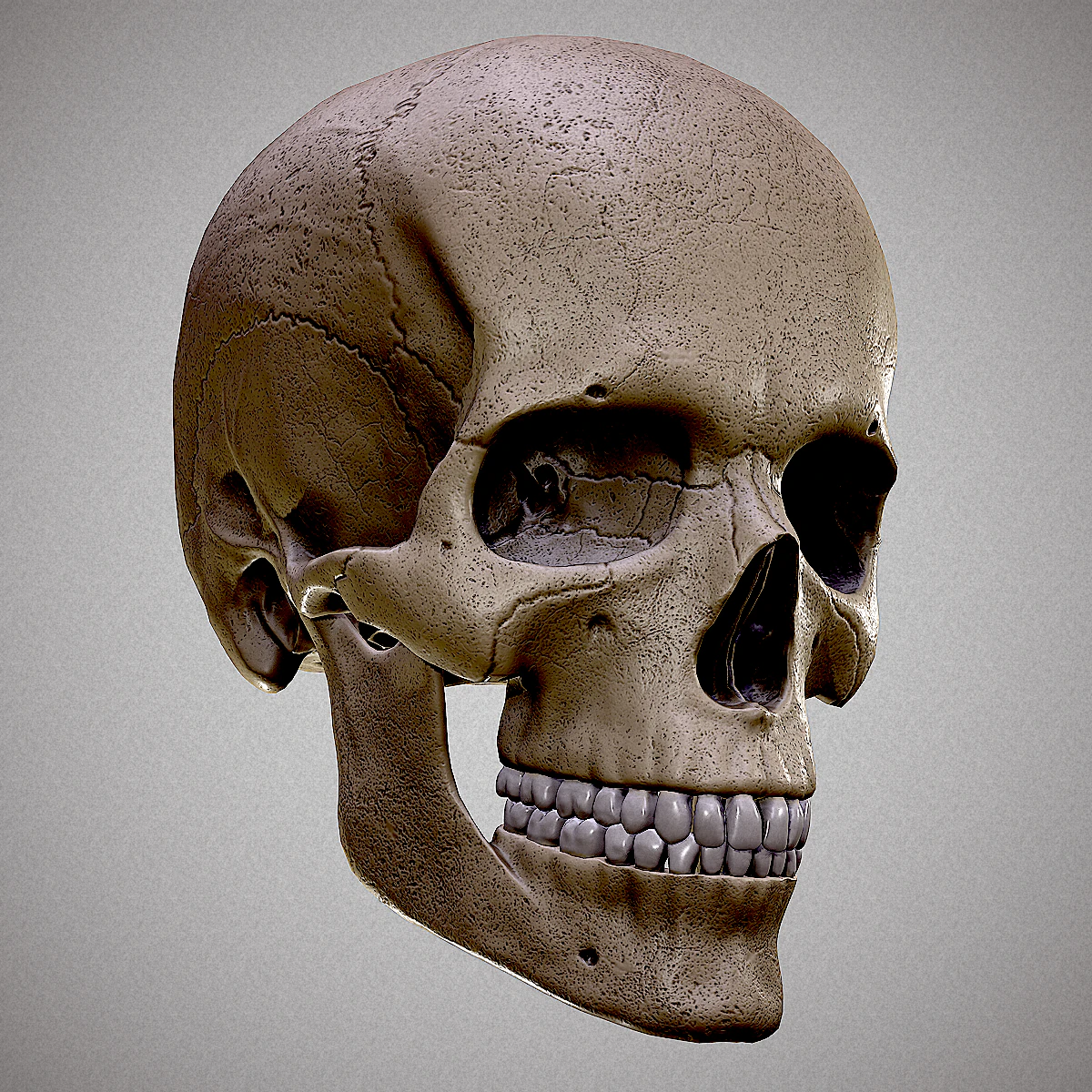 Realistic Human Skull 3D 3D Model .c4d .max .obj .3ds .fbx .stl .blend