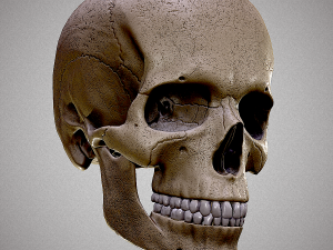 Realistic Human Skull 3D 3D Model